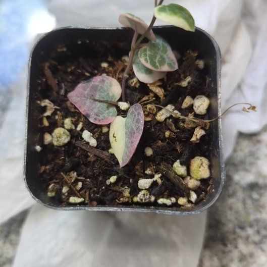 Photo of the plant species String of Hearts by @SwiftTangierpea named Shakira on Greg, the plant care app