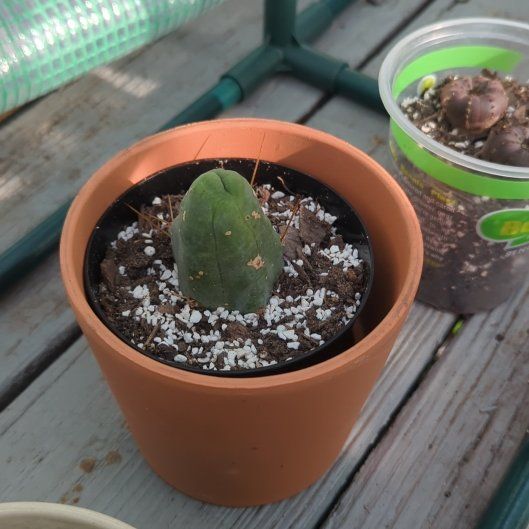Photo of the plant species penis cactus by @SwiftTangierpea named Spike Leaves on Greg, the plant care app