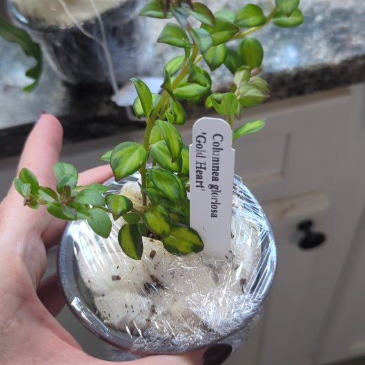 Photo of the plant species Columnea gloriosa by @SwiftTangierpea named Luna on Greg, the plant care app