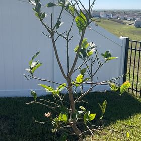 Photo of the plant species Harvey lemon Tree by @Darth named Treeyoncé on Greg, the plant care app