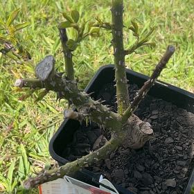 Photo of the plant species Olympiad Rose by @Darth named Morgan Treeman on Greg, the plant care app