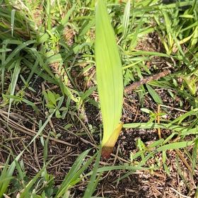 Photo of the plant species Marsh Gladiolus by @Darth named Cleopatra on Greg, the plant care app