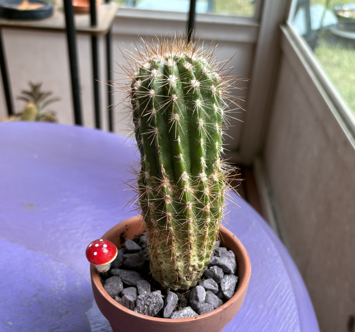 Photo of the plant species Red Torch Cactus by @BrookeCollins named Fuego on Greg, the plant care app