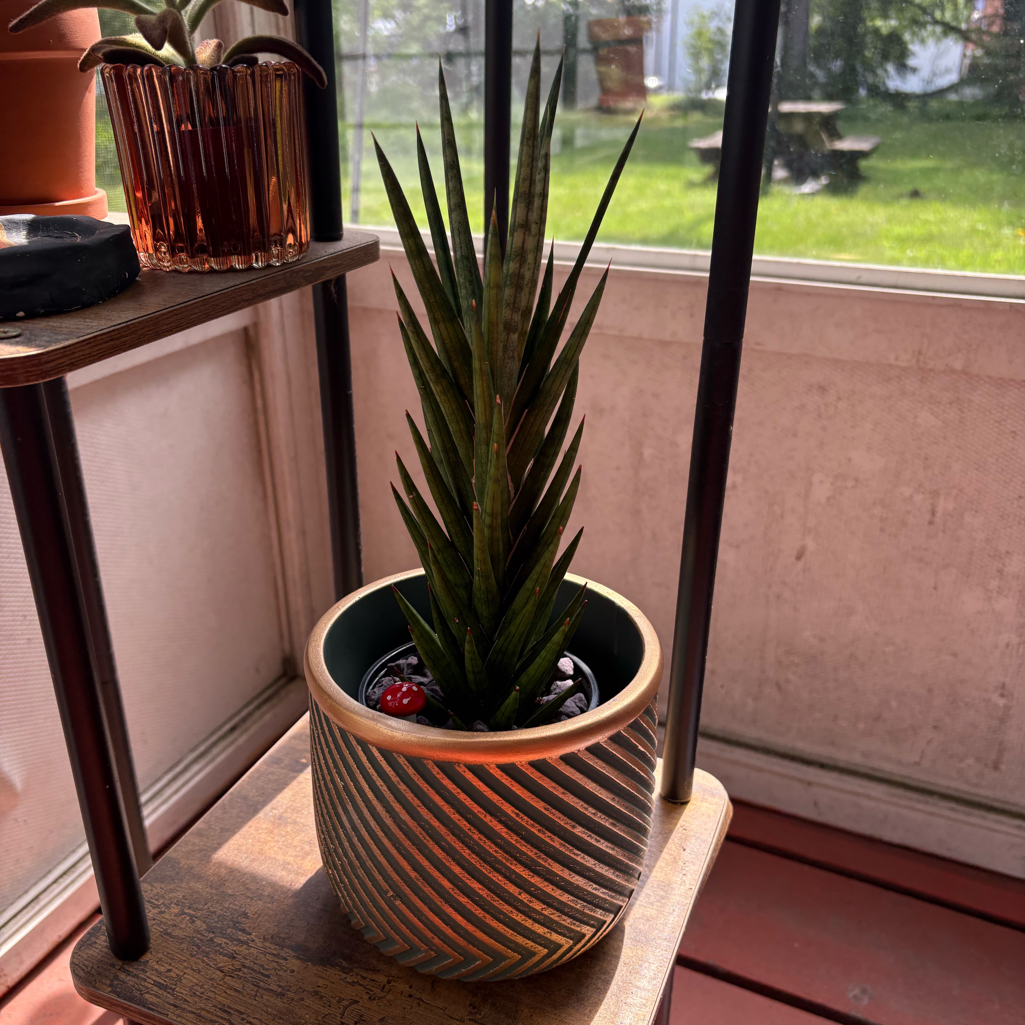 Plant care for Fat Leaf Snake Plant on Greg, the plant care app