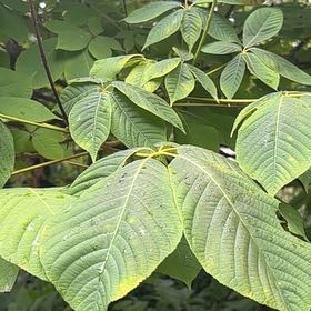 Photo of the plant species Bottlebrush Buckeye by @NiftyKlipdagga named Elle on Greg, the plant care app