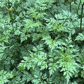 Photo of the plant species Spanish Needles by @NiftyKlipdagga named Beckham on Greg, the plant care app