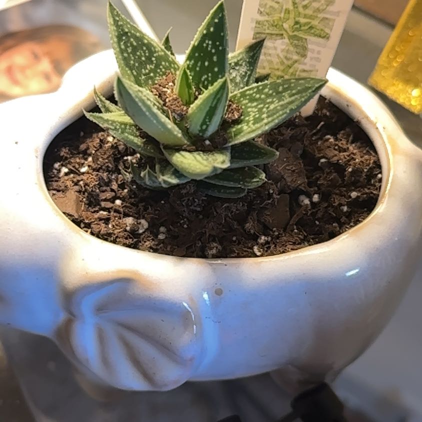 Photo of the plant species Green Ice Gasteraloe by @OliveBranch named Quadrollia on Greg, the plant care app