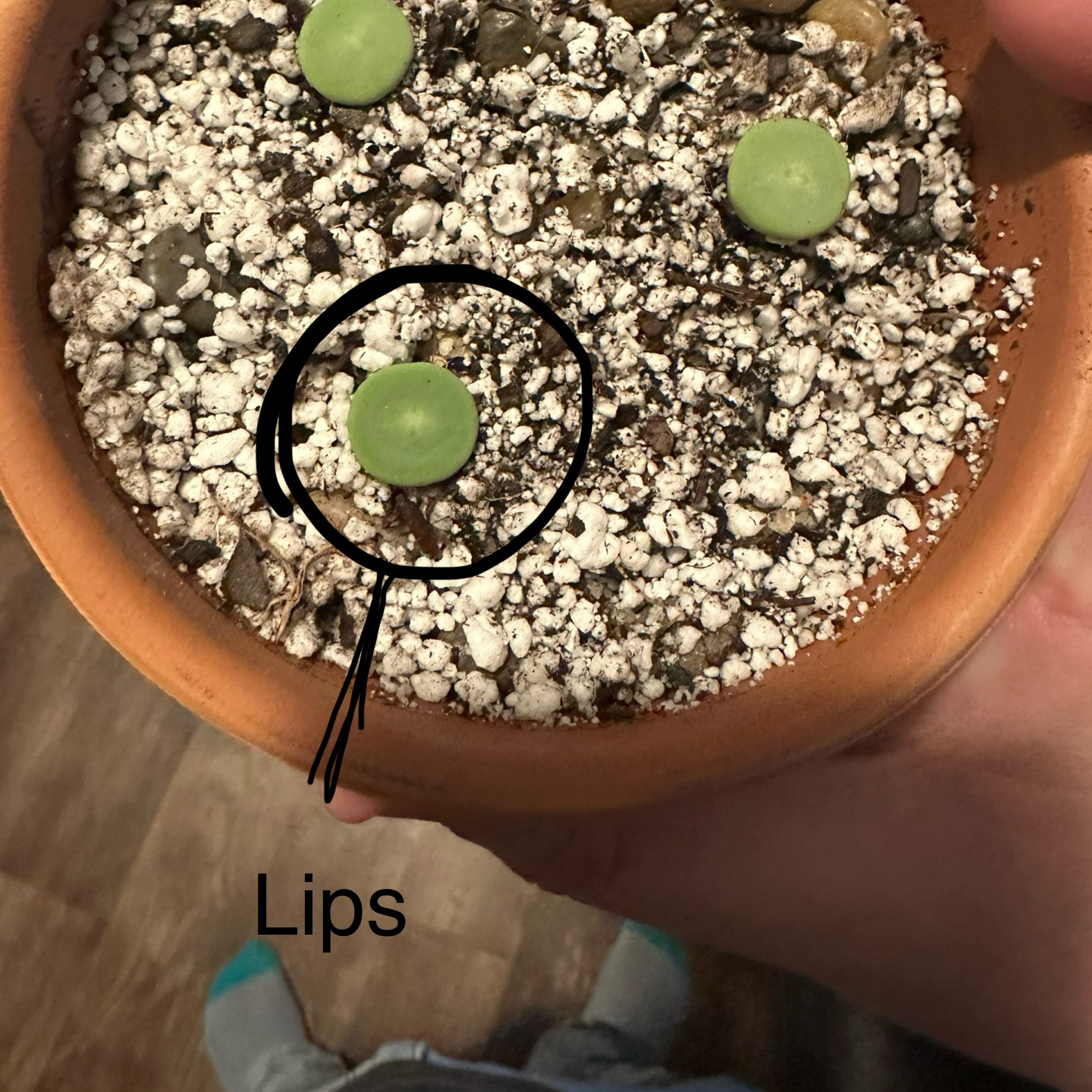 Photo of the plant species Red Lips Succulent by @SeraS0802 named Lips on Greg, the plant care app