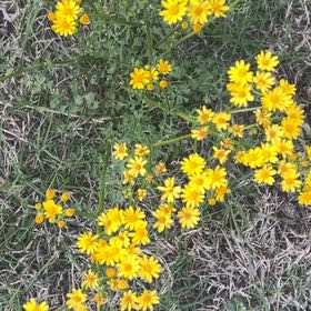 Photo of the plant species Hartweg's Pricklyleaf by @NeatAlpinefir named Athena on Greg, the plant care app