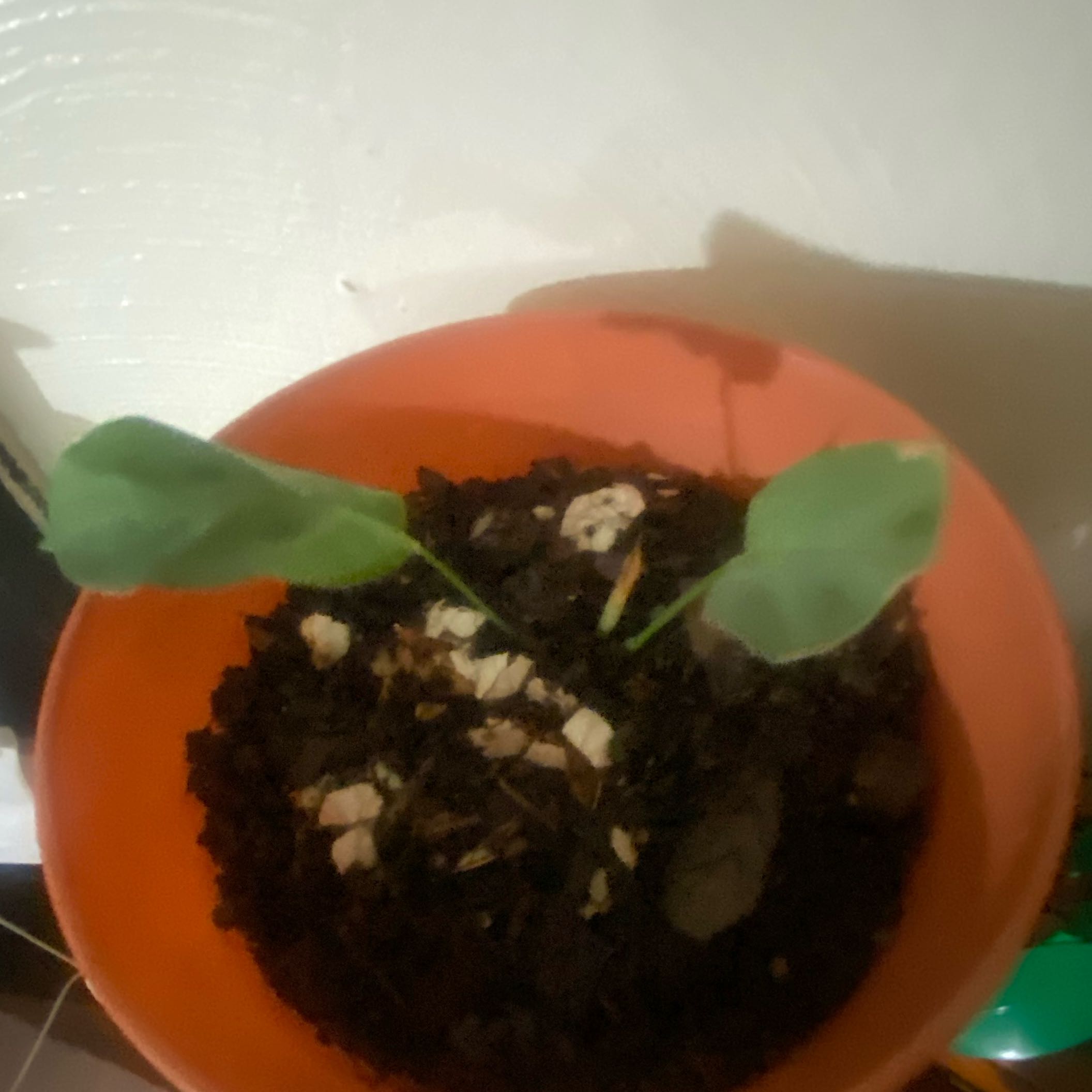 Photo of the plant species Prayer plant by @FamedButterwort named Ella on Greg, the plant care app