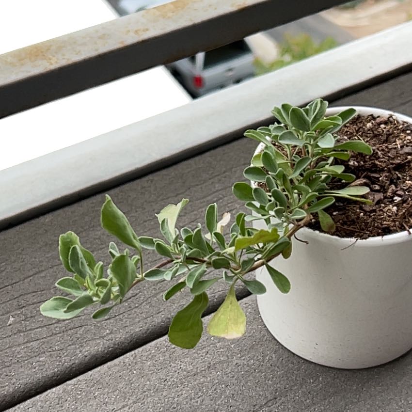 Photo of the plant species Salvia Pachyphylla by @JoysomeChards named Stella on Greg, the plant care app