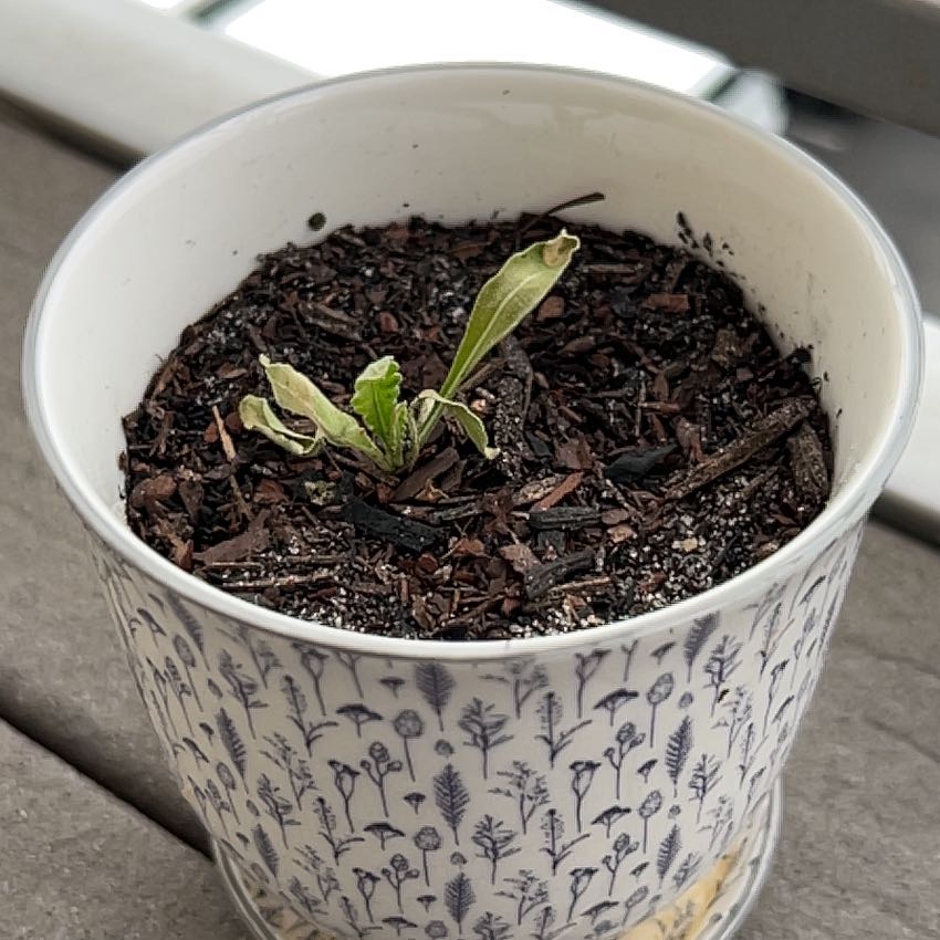 Plant care for Death Valley Sandpaper Plant on Greg, the plant care app