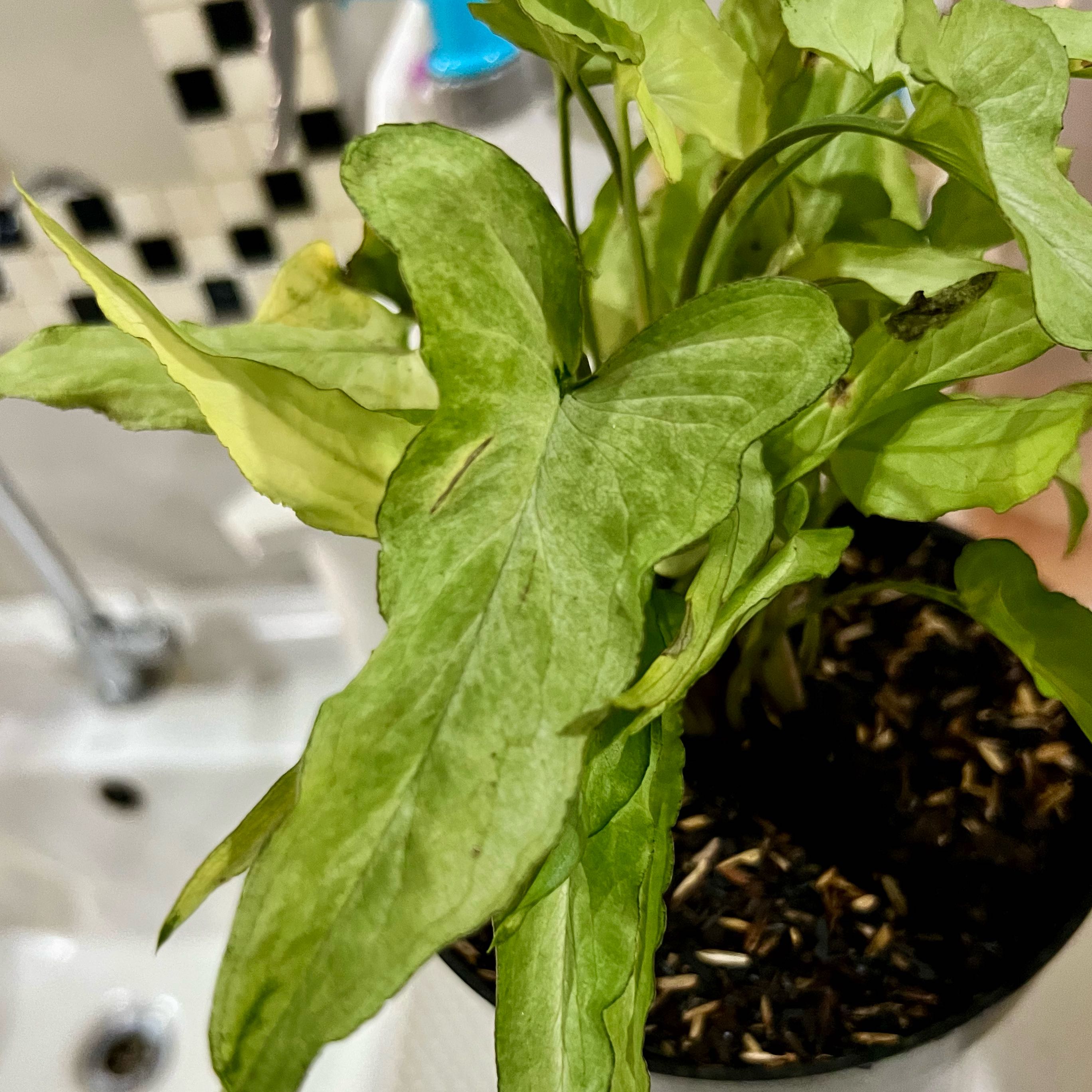 Photo of the plant species Sunshine Speckles by @romosanaja named Syngo Hybrid 1 on Greg, the plant care app