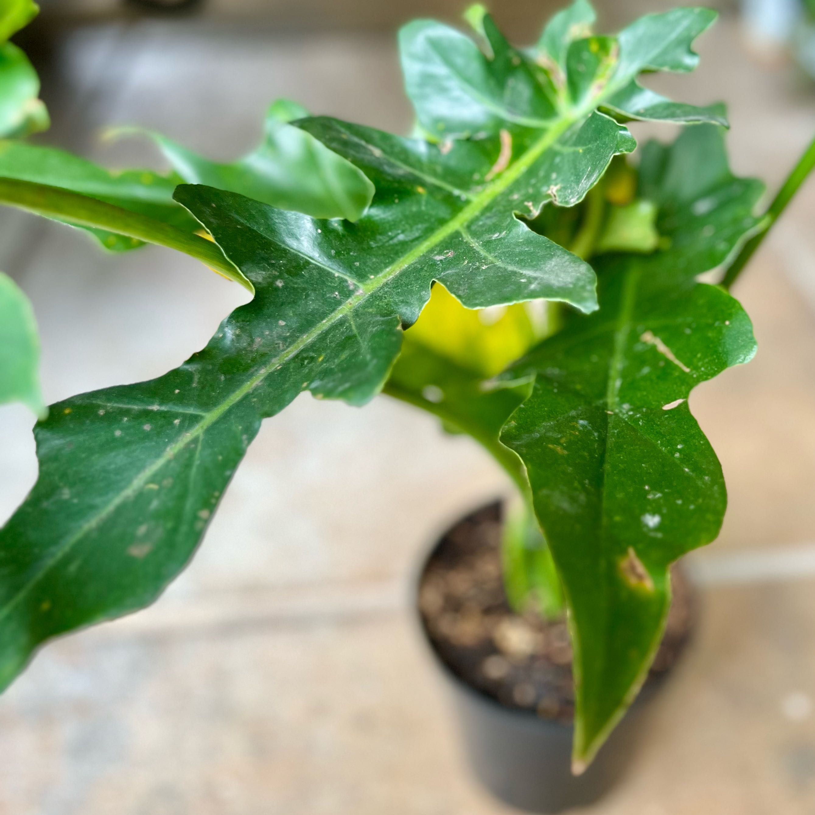 Photo of the plant species Philodendron Bob Cee by @romosanaja named Philo Bob Cee on Greg, the plant care app