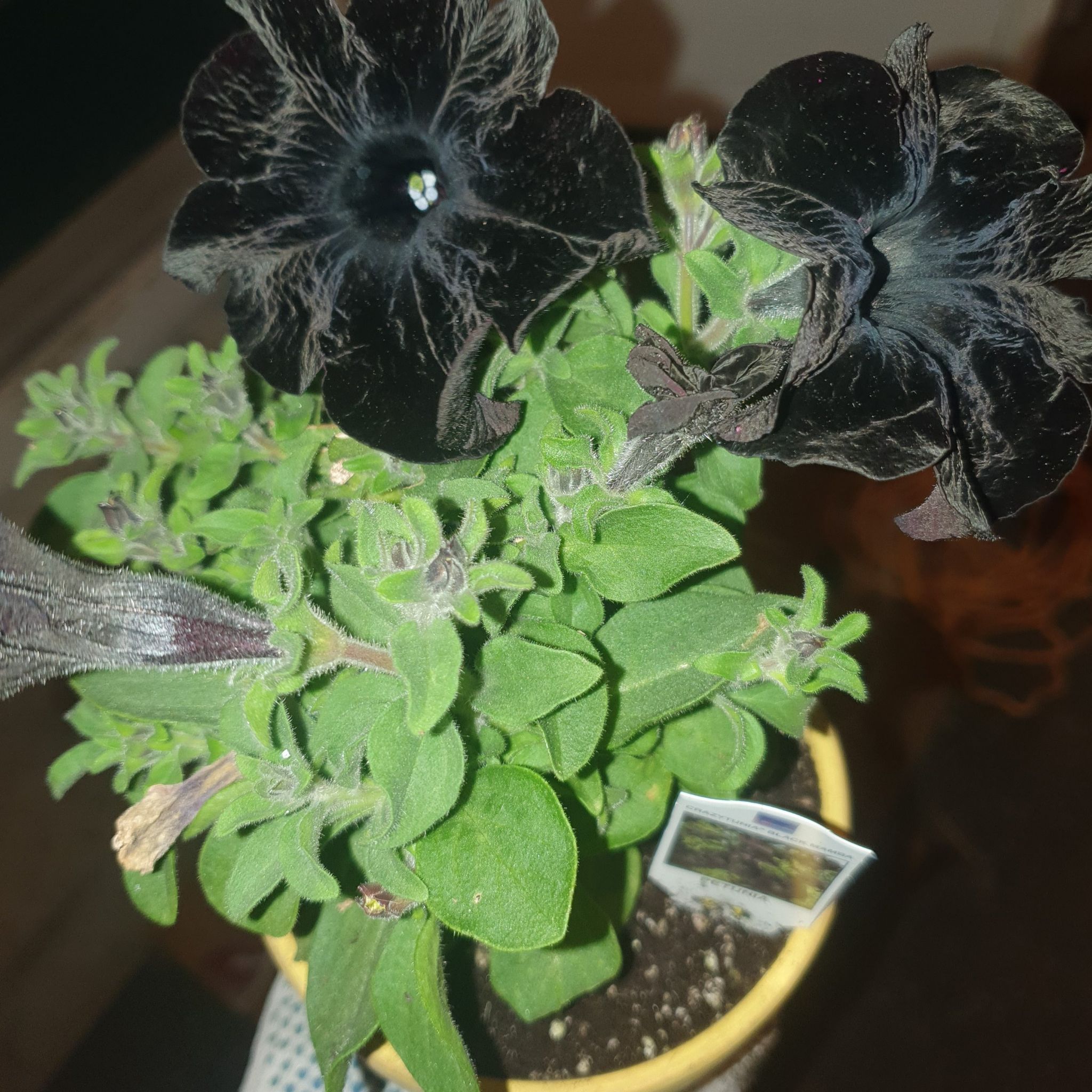 Photo of the plant species Black Mamba by @TopLeafcelery named Khaleesi on Greg, the plant care app