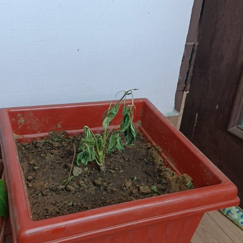 Photo of the plant species Neverdie Kalanchoe by @JocoseBonnydoon named Gaga on Greg, the plant care app