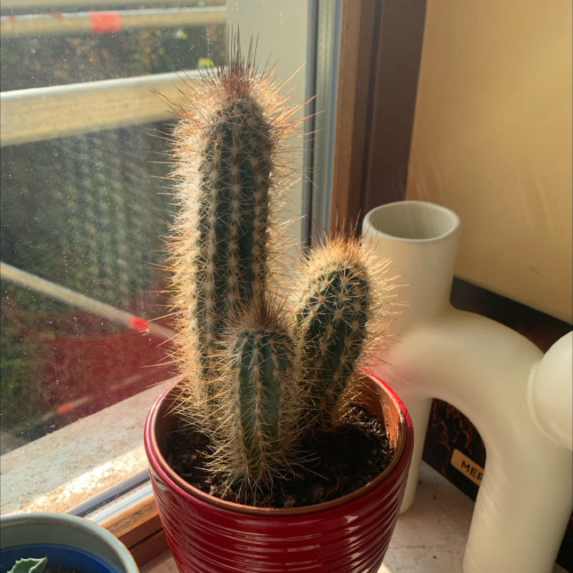 Photo of the plant species Pilosocereus gounellii by @Bttrcrml named Queen on Greg, the plant care app
