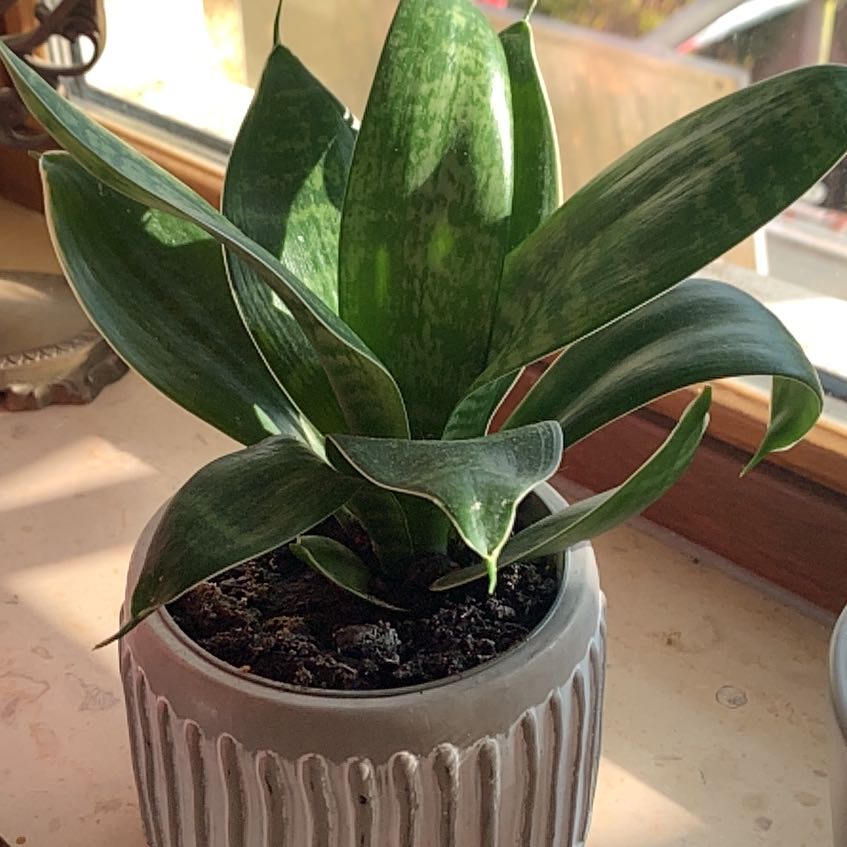 Photo of the plant species Bird's Nest Snake Plant by @Bttrcrml named Scarlett on Greg, the plant care app