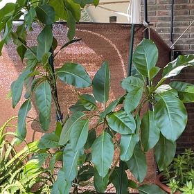 Photo of the plant species Chalice Cup Vine by @RelieverTupeia named Scarlett on Greg, the plant care app
