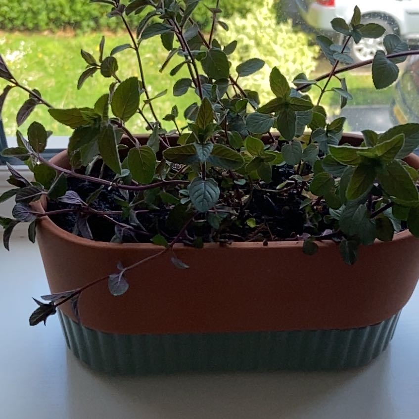 Photo of the plant species Blackcurrant Mint by Eva named Foxxy on Greg, the plant care app