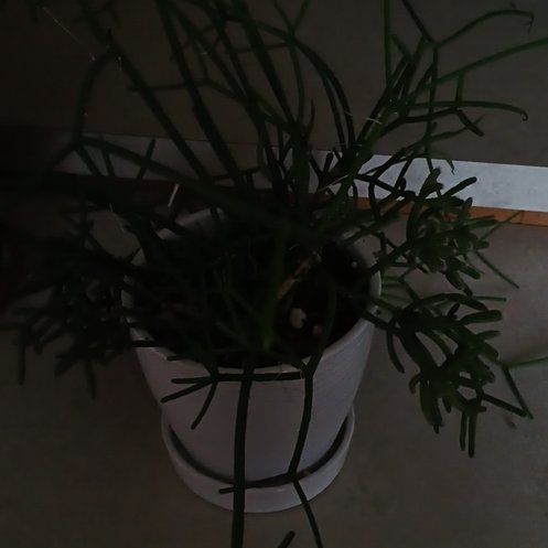 Photo of the plant species Rhipsalis baccifera by @FirstBromeliad named Hamilton on Greg, the plant care app