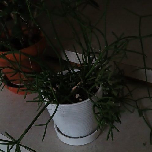 Photo of the plant species Rhipsalis baccifera by @FirstBromeliad named Planty on Greg, the plant care app