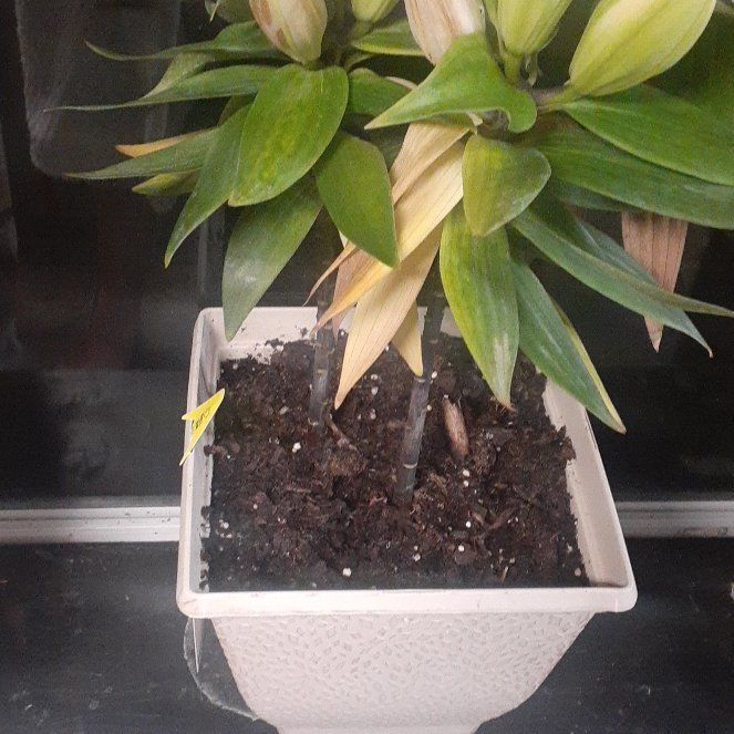 Photo of the plant species Oriental Lily 'Table Dance' by @ModelSeraphina named Sol on Greg, the plant care app