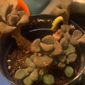 Photo of the plant species Aloinopsis schoonesii by @ZingDragonjade named Harry on Greg, the plant care app