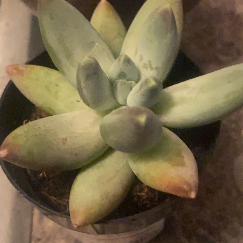 Photo of the plant species Pachyphytum 'Dr. Cornelius' by @ZingDragonjade named Nemo on Greg, the plant care app