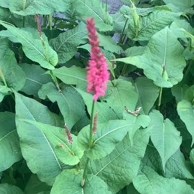 Photo of the plant species Mountain Fleece by @AceYellowzebra named Terra on Greg, the plant care app