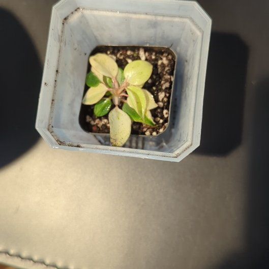 Plant care for Philodendron White Wizard on Greg, the plant care app