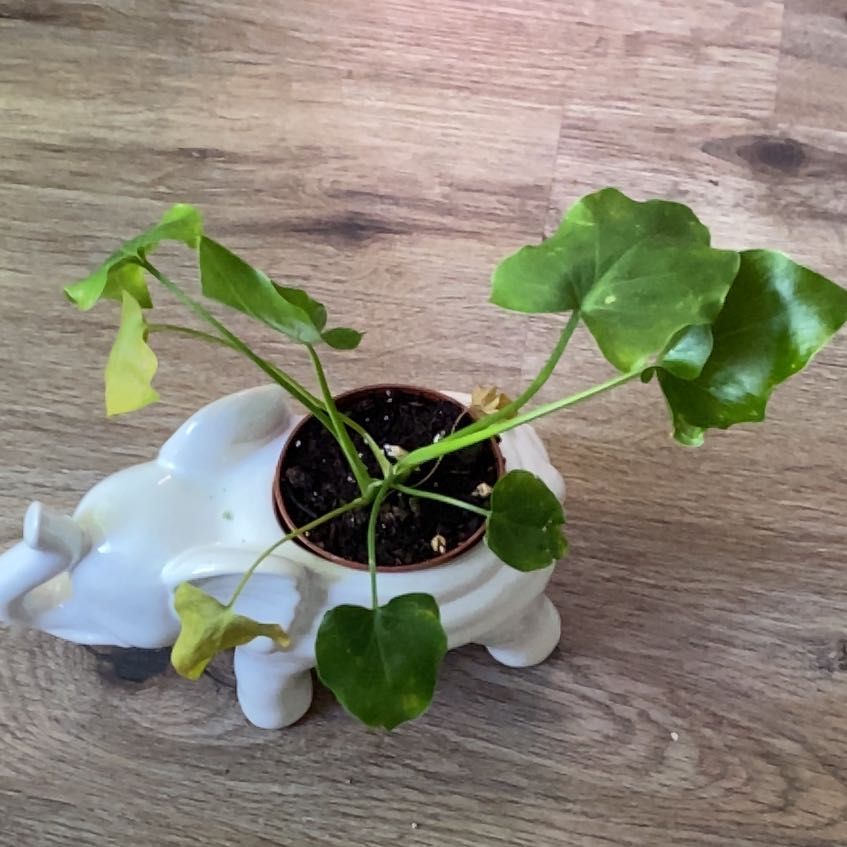 Photo of the plant species Philodendron Little Hope by @SturdyRedpalulu named Elina on Greg, the plant care app