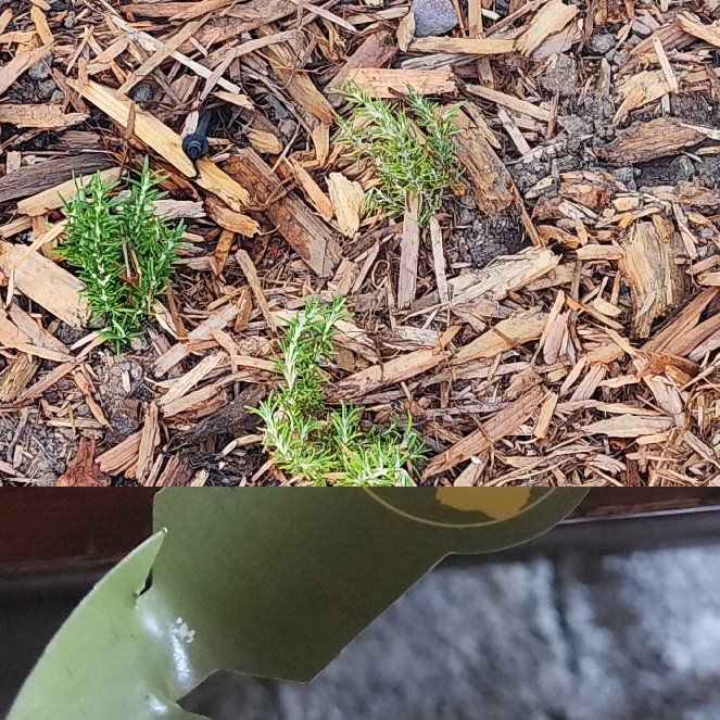 Photo of the plant species Irene Trailing Rosemary by @EarnestBushhoya named Gaga on Greg, the plant care app