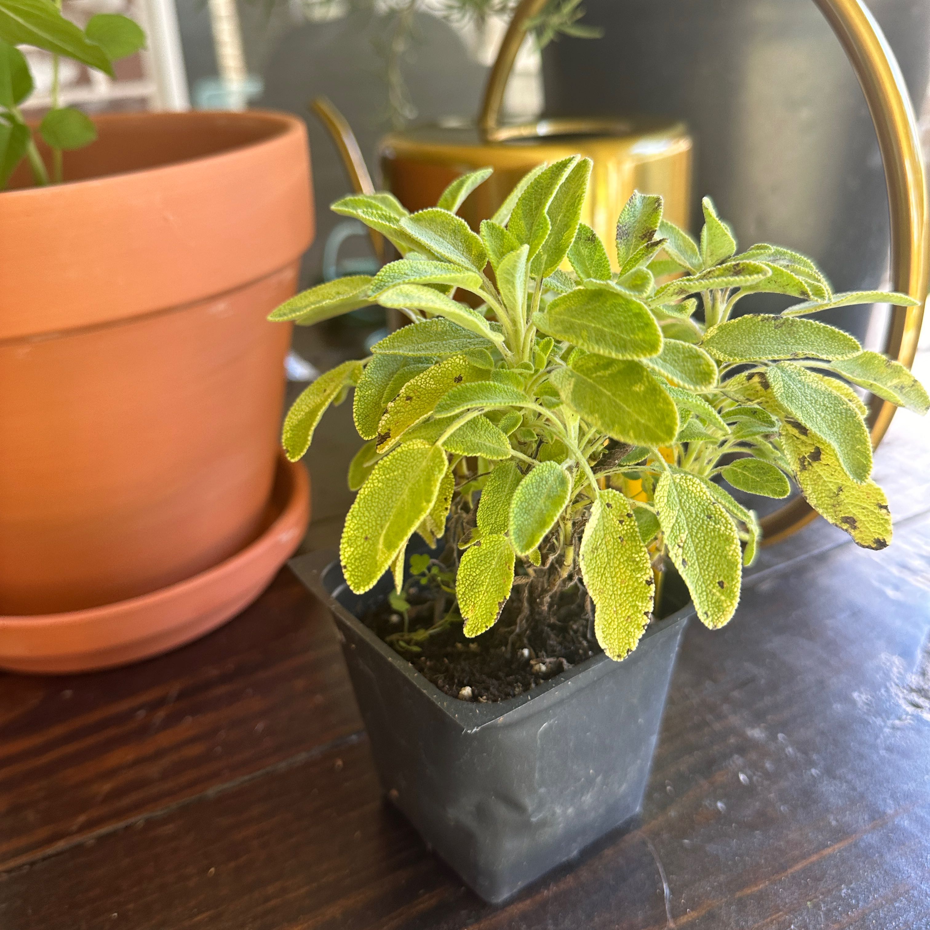 Photo of the plant species Golden Sage by @EspecialPawpaw named Treeyoncé on Greg, the plant care app