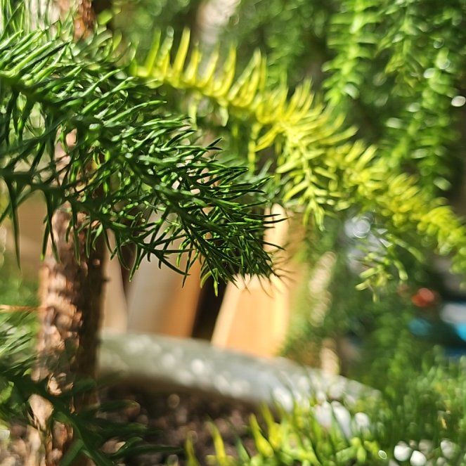 Photo of the plant species Chinese Fir by @SilkenVelvetash named Orlando Bloom on Greg, the plant care app
