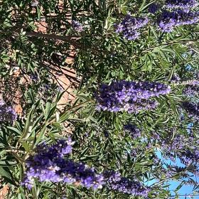 Photo of the plant species Chaste Tree by @GodlyMojitomint named Gates on Greg, the plant care app