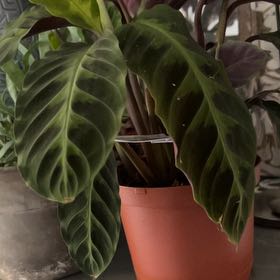 Photo of the plant species Jungle Velvet by @ZestyFrogfruit named Bigleef Smalls on Greg, the plant care app
