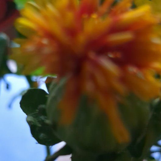 Photo of the plant species Safflower by @TryHairyrocket named Osmo on Greg, the plant care app
