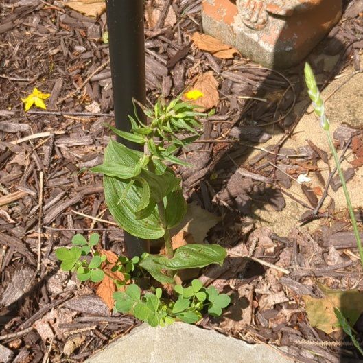 Photo of the plant species Broad Helleborine by @TryHairyrocket named Bodhi on Greg, the plant care app