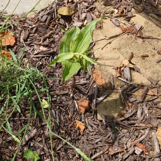 Photo of the plant species Broad Helleborine by @TryHairyrocket named Captain Plant-it on Greg, the plant care app