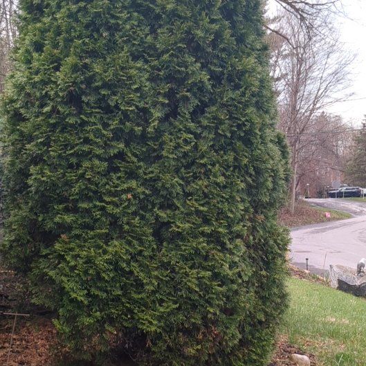 Photo of the plant species Emerald Green Arborvitae by @TryHairyrocket named Gates on Greg, the plant care app