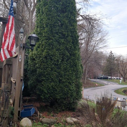 Photo of the plant species Persian Ivy by @TryHairyrocket named Gomez on Greg, the plant care app