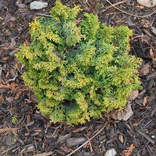 Photo of the plant species Bowerplant by @TryHairyrocket named Figyonce on Greg, the plant care app