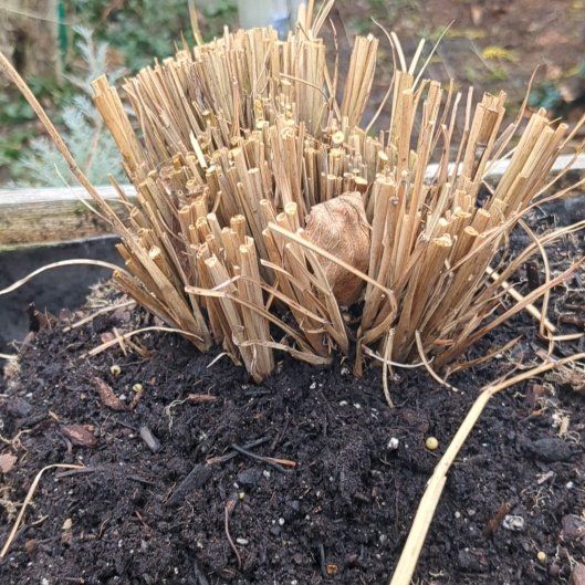 Photo of the plant species Streambank Springbeauty by @TryHairyrocket named Austen on Greg, the plant care app