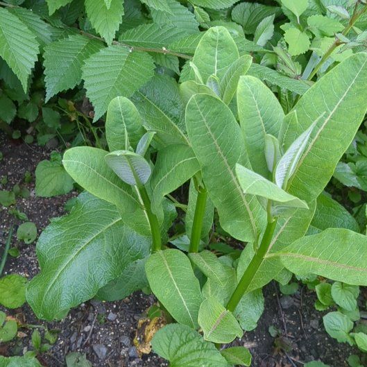 Photo of the plant species Common Milkweed by @TryHairyrocket named Peter Parker on Greg, the plant care app