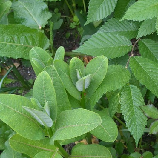 Photo of the plant species Common Milkweed by @TryHairyrocket named Bieber on Greg, the plant care app