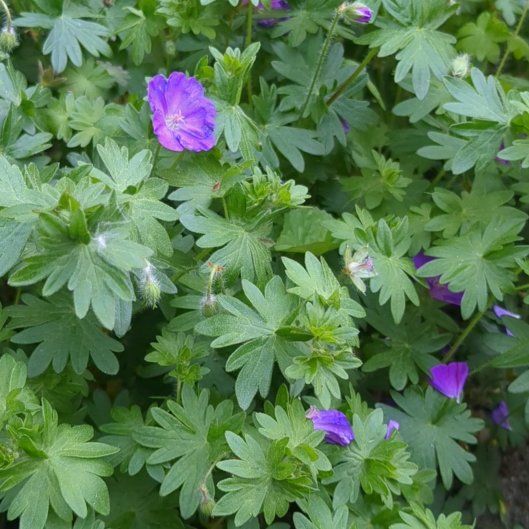 Photo of the plant species Dovefoot Geranium by @TryHairyrocket named Naomi on Greg, the plant care app