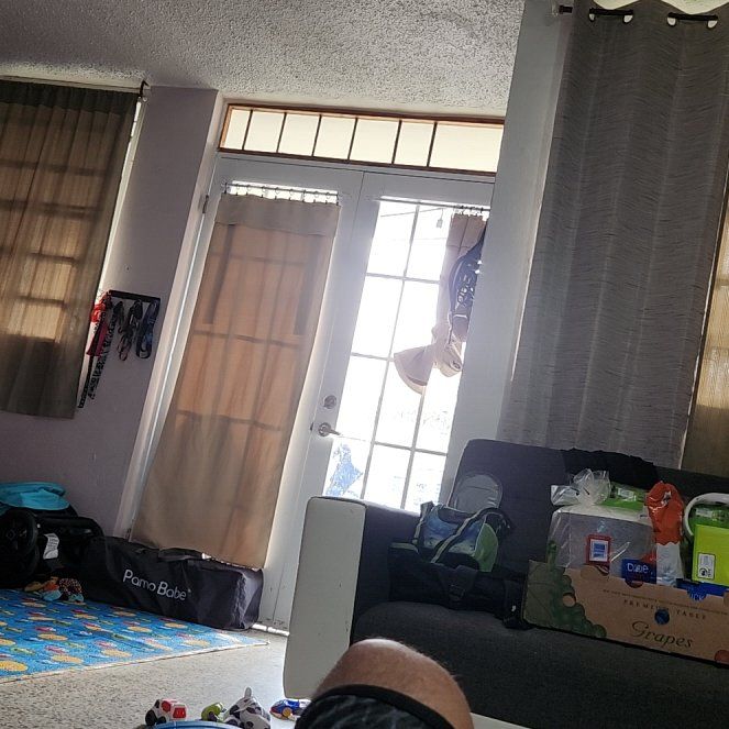 Photo of the plant species Calico Flower by @DiverseAnahaw named Ulysses S Plant on Greg, the plant care app