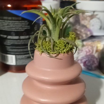 Photo of the plant species Tillandsia by @ShinyLagunaria named Sproutacus on Greg, the plant care app