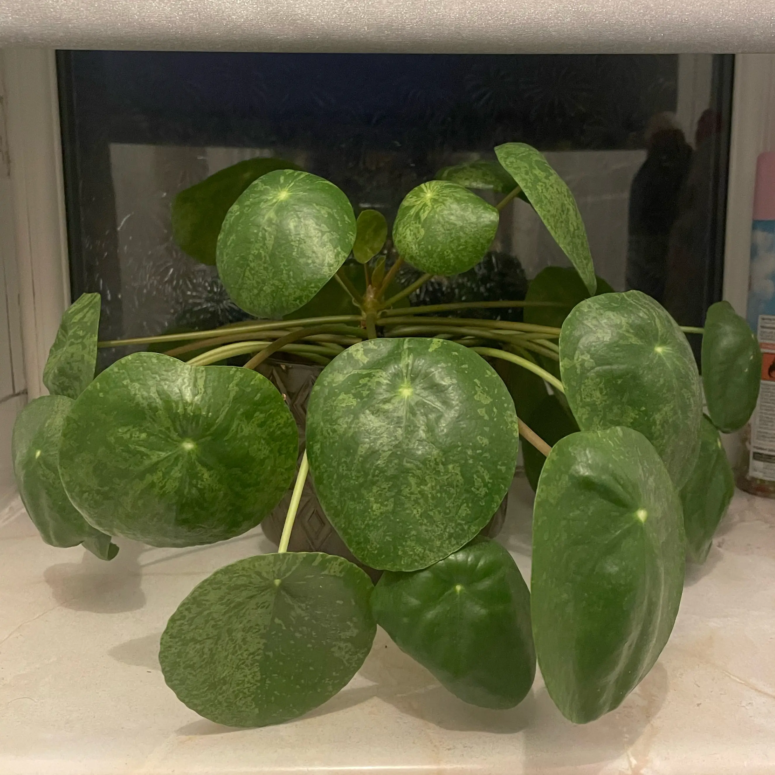 Photo of the plant species Pilea Mojito by @GlimmeringFicus named Gomez on Greg, the plant care app